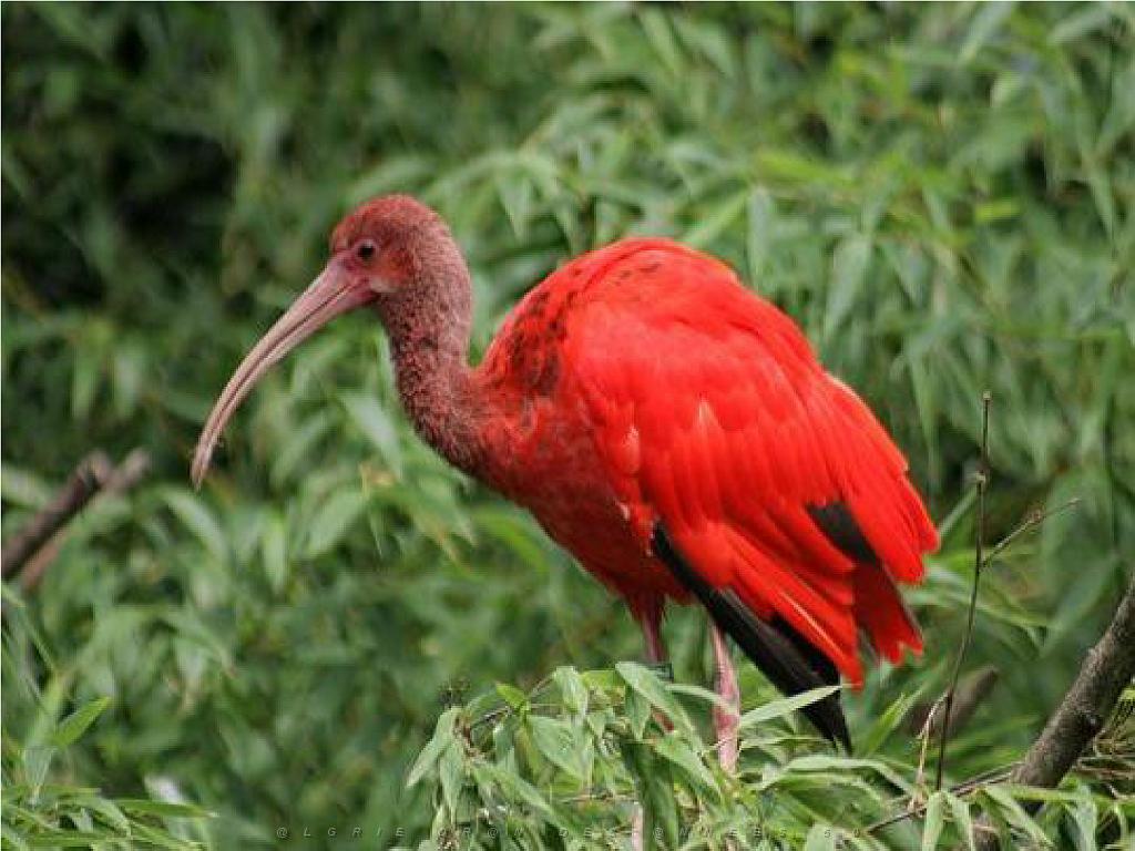 101PARC AUX OISEAUX DANS L AIN 2016 3_000014.jpg